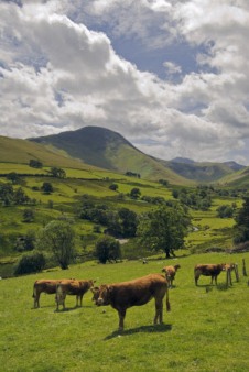 Cattle grazing in Newlands Valley, Cumbria
