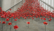 Ceramic poppies installed at the IWM North