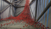 Ceramic poppies installed at the IWM North