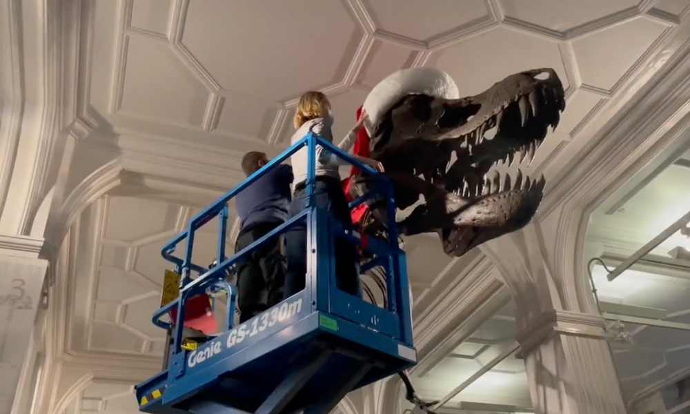 A still from the Manchester Museum's video