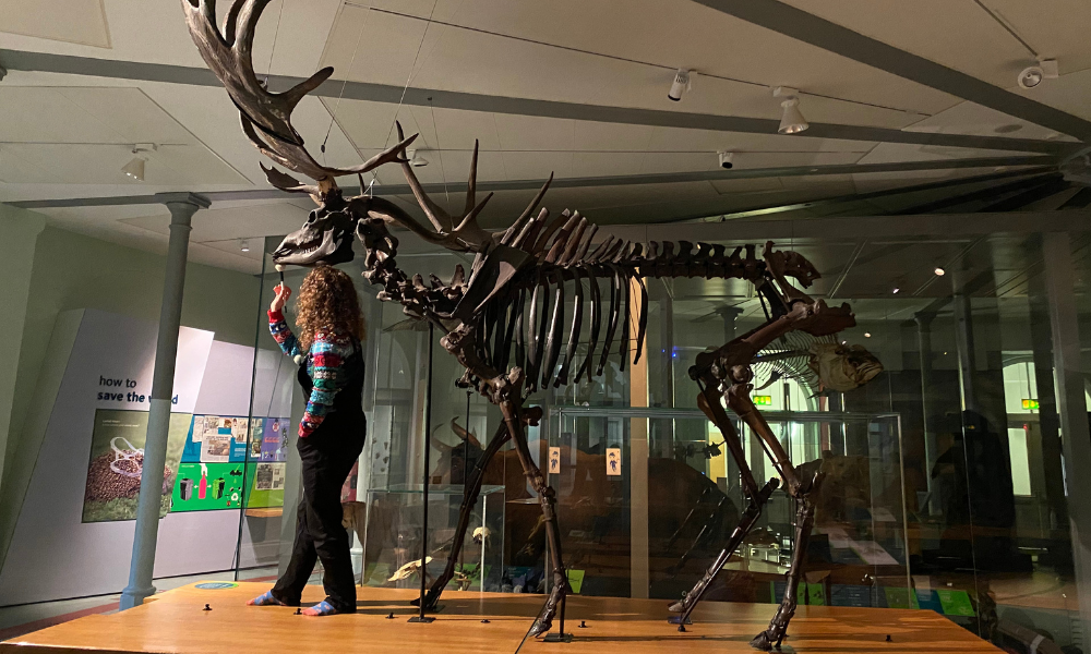 Rebecca Machin. Leeds Museums and Galleries' curator of natural sciences, cleans the giant Ice Age deer at Leeds City Museum.