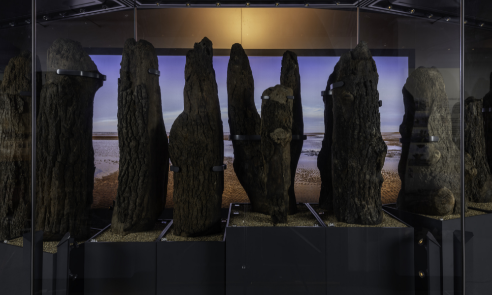 Seahenge timber posts on display in the Lynn Museum.