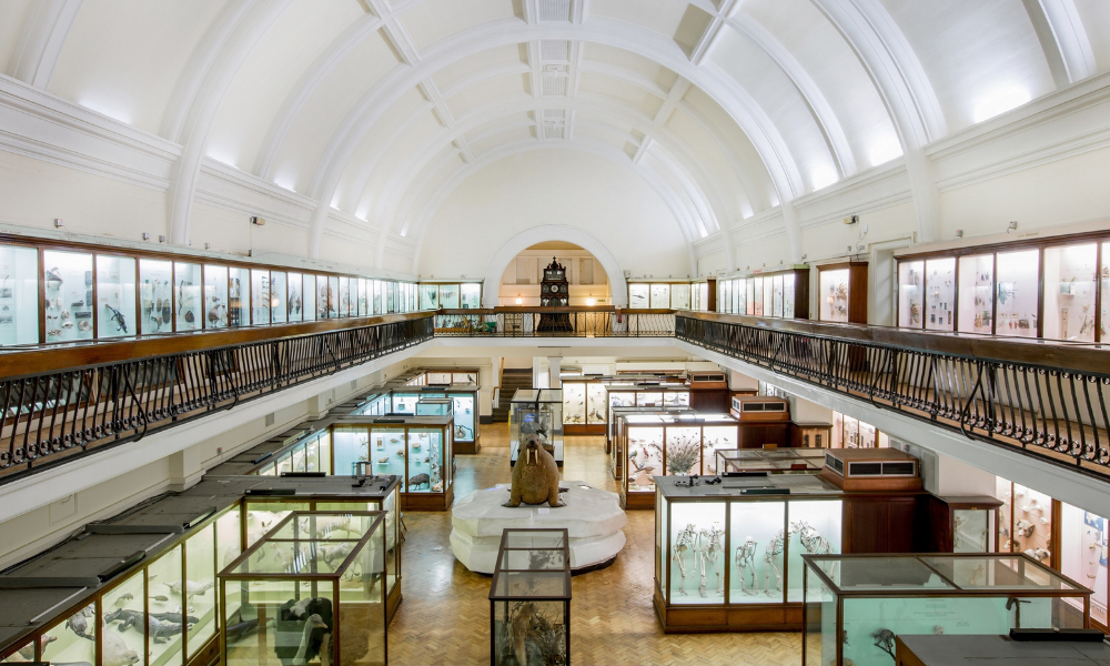 Horniman Natural History Gallery (Sophia Spring)