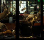Manchester Museum's zoology collection (Manchester Museum)