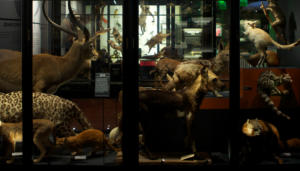 Manchester Museum's zoology collection (Manchester Museum)