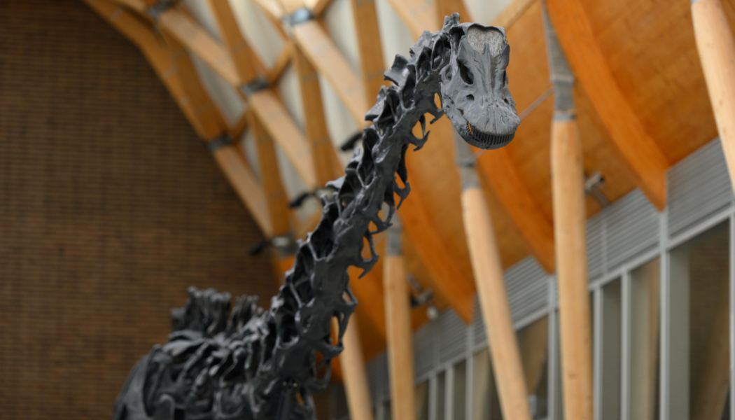 Dippy in Coventry at the Herbert Art Gallery and Museum (FiveSix Photography)