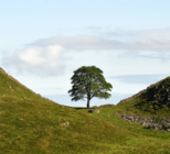 The Sycamore Gap Tree near Hadrian's Wall prior to being felled © National Trust ImagesJohn Millar
