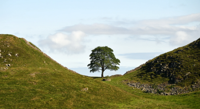 The Sycamore Gap Tree near Hadrian's Wall prior to being felled © National Trust ImagesJohn Millar